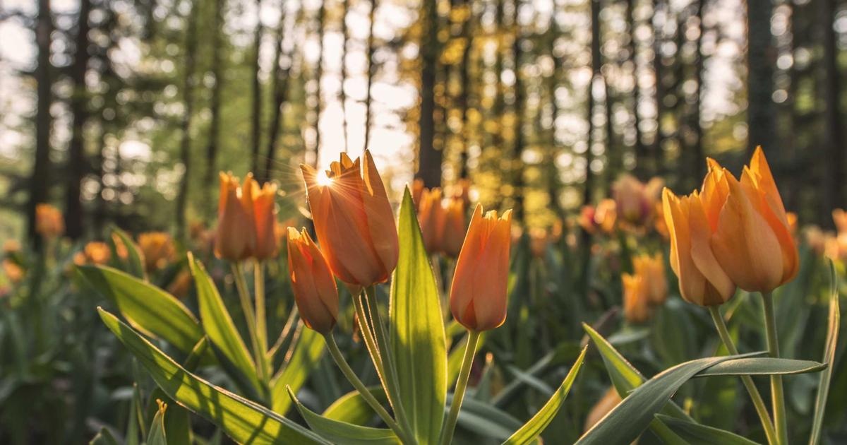 Imagen destacada sobre visual content marketing con ia para pymes guia 2026